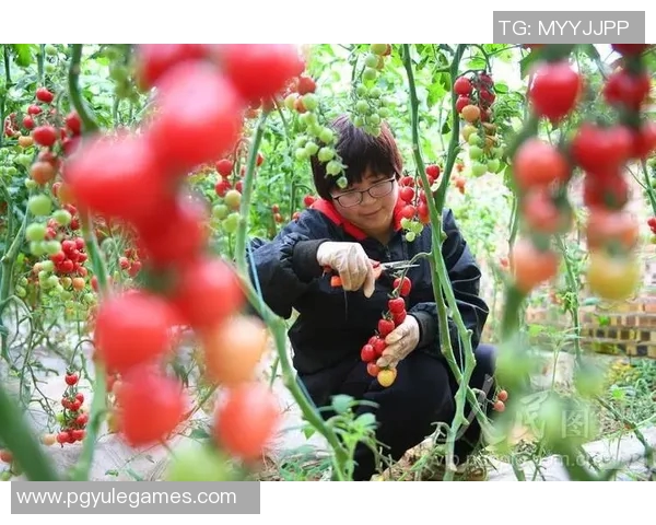 pg电子福运象彩神爆分-PG电子福运象彩神爆分新纪元—揭秘科技与运气的交汇点-pg电子福运象彩神爆分